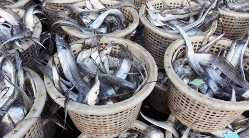 Unhealthy profit: Fresh fish vendors now using dye to fake freshness 