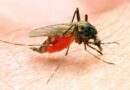 malaria