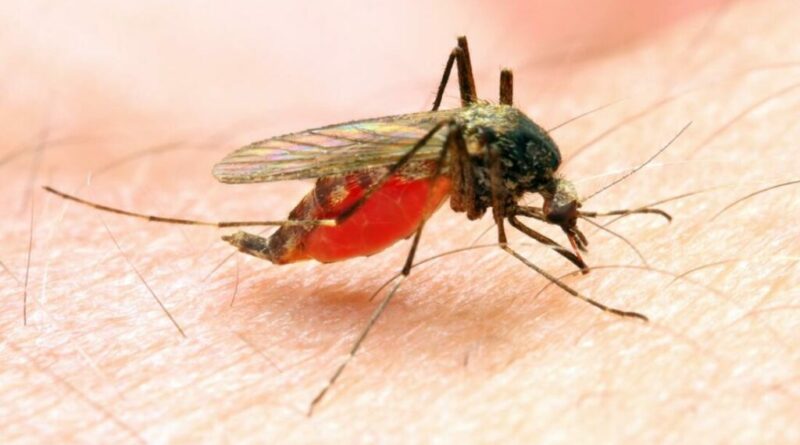 malaria