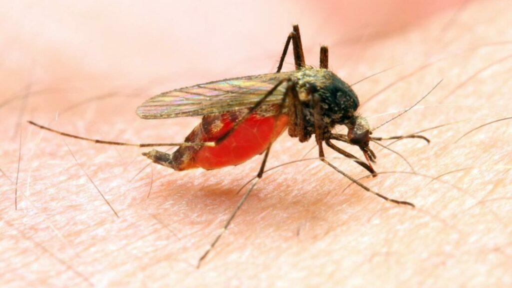 malaria