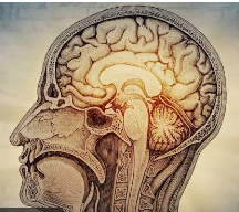 What happens to your brain after 50?