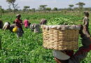 Farmers unaware of insurance options despite growing coverage, expert says