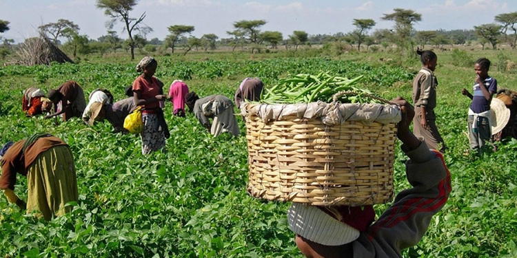Farmers unaware of insurance options despite growing coverage, expert says