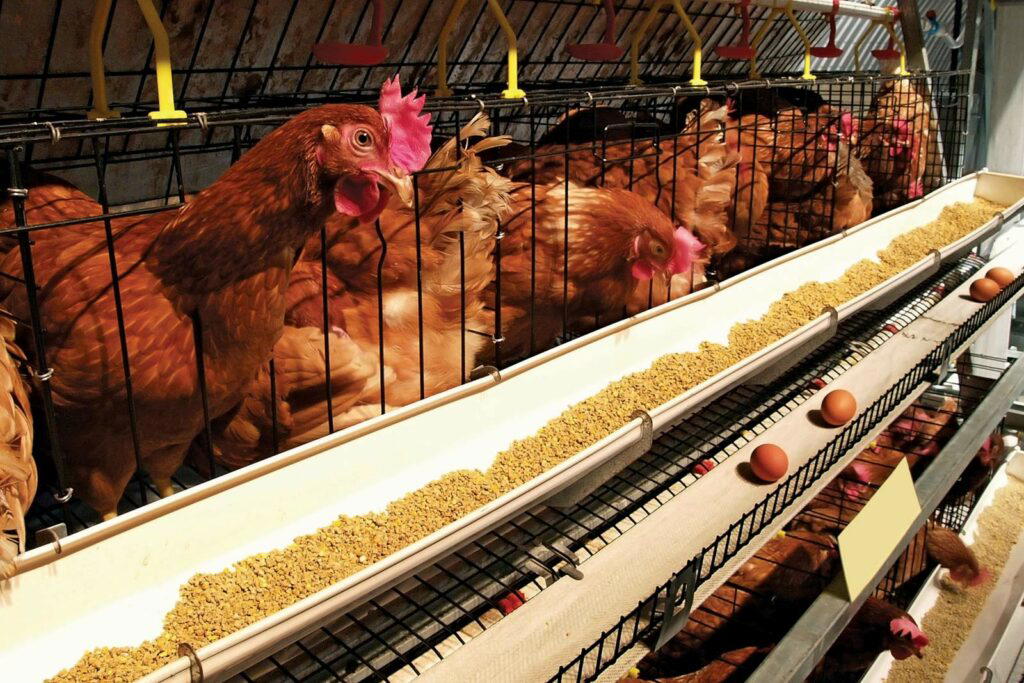Livestock sector can drive Nigeria’s economy – Experts