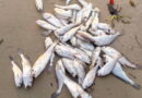 FishNet Alliance calls on govt to recognise fishers as frontline aquatic ecosystem defenders