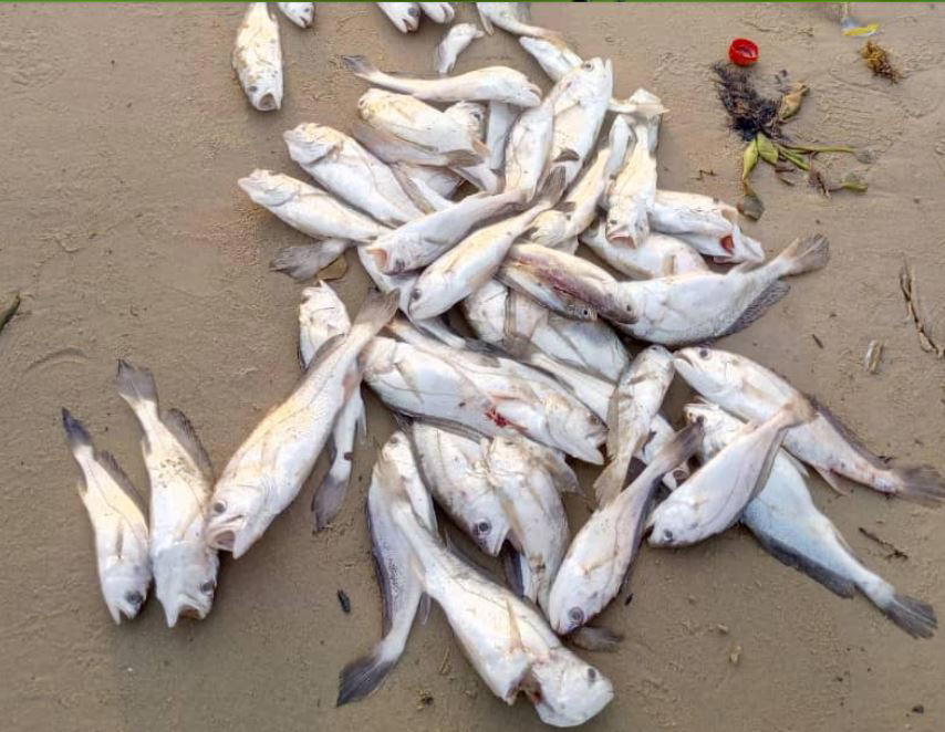 FishNet Alliance calls on govt to recognise fishers as frontline aquatic ecosystem defenders
