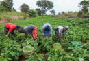 Farmers