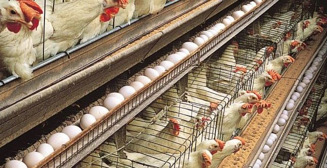 Helping our poultry farmers’ needs 