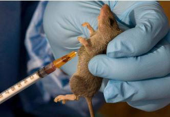 Lassa fever