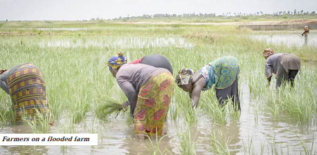 Climate change threatens Nigeria’s food systems as farmers count losses