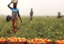 FG moves to secure farms, attract investors