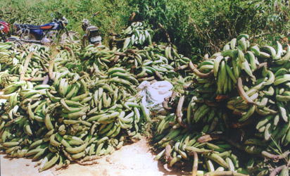 Agric ministry puts post-harvest loss at $10bn yearly