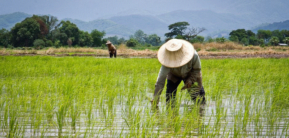 Industrialising agric sector will move Nigeria away from subsistence farming – Stakeholders