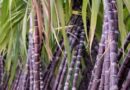 Sugarcane