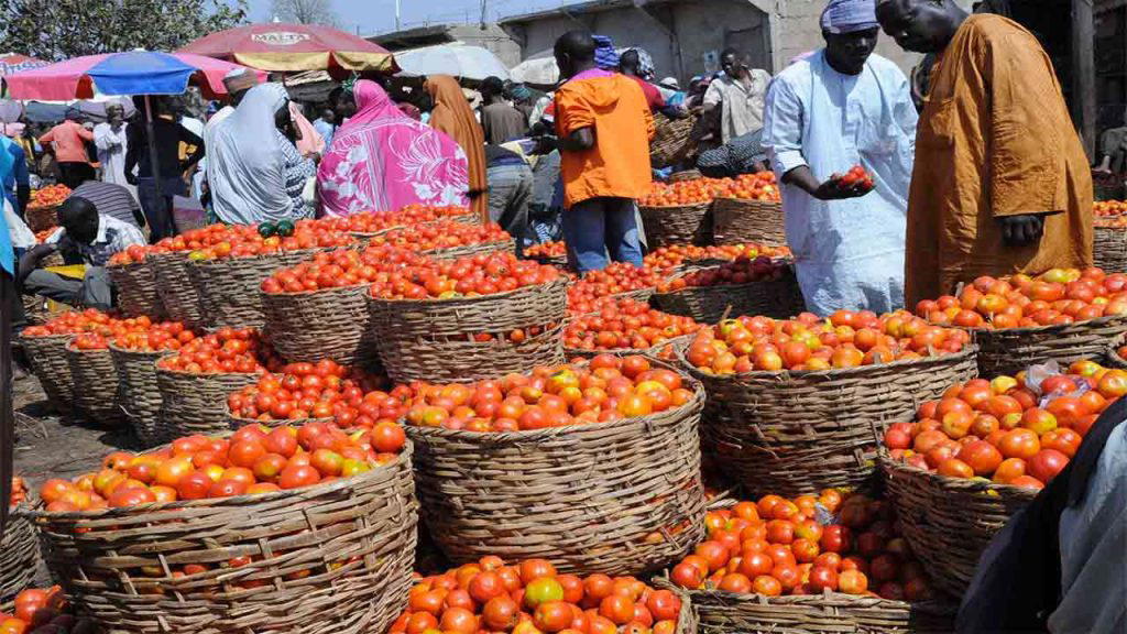 High cost of farm inputs driving tomato prices — TOOPAN