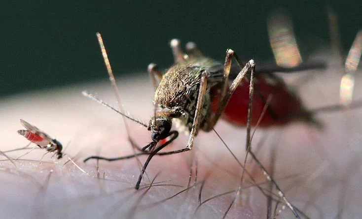 France reports first human Shamonda virus case, says no health risk